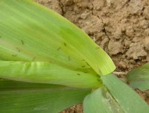 虫子的“大闹天宫”