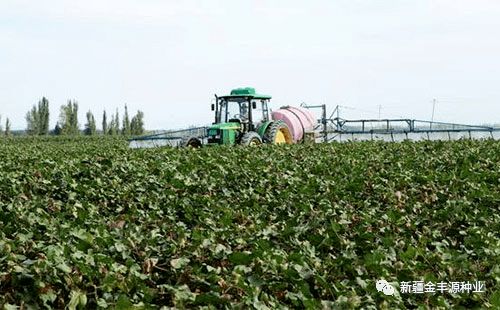 黍子地里除草， 扑草净要慎用