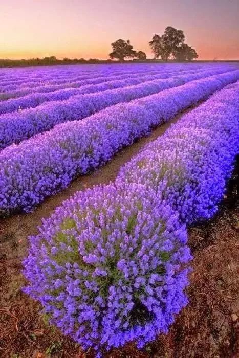 广场紫色花海里者阝有哪些花？