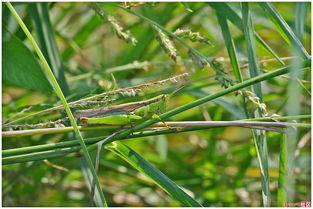 中华稻蝗与水稻之间是什么共生关系，它们在生态系统中扮演着怎样的角色？