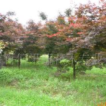 红枫的养护与修剪