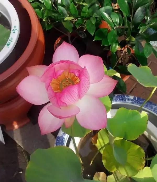 无土水培碗莲花，如何让花开得更艳