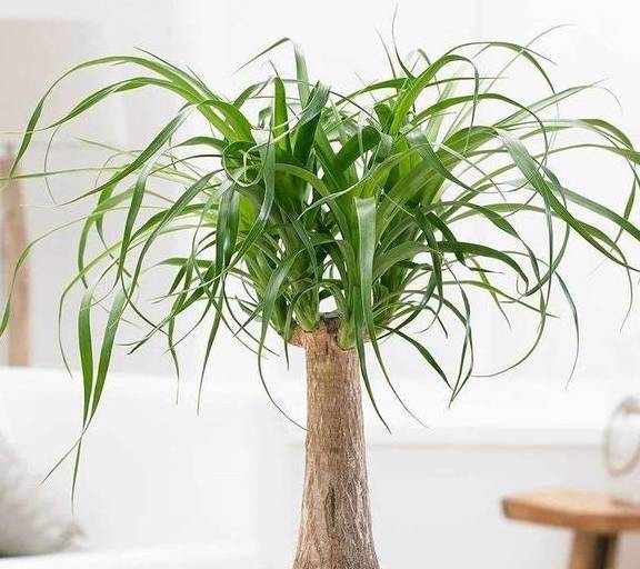 枝枝花每隔几天浇水最合适？