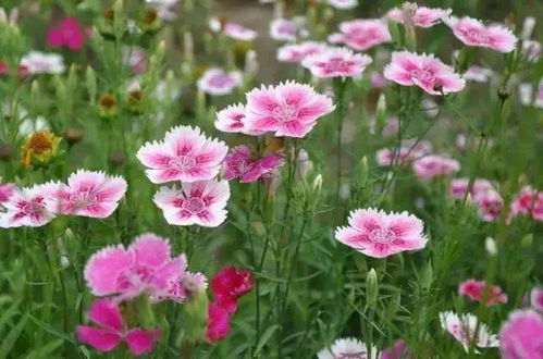 松果菊种植需了解其生长习性，选择适宜季节进行种植