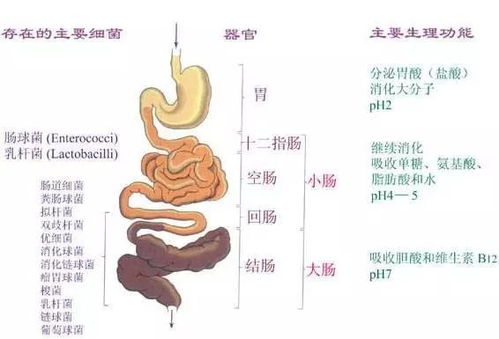 乌鸡坏死性肠炎是一种以肠道坏死为特征的疾病