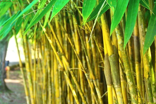 金弹子种植最适合使用哪种肥料，哪种肥料效果最佳