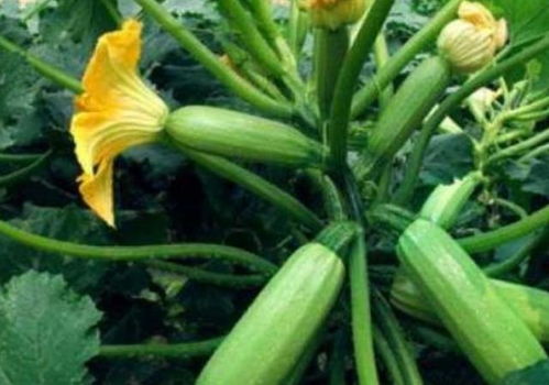 西葫芦从产地到餐桌，历经长途物流