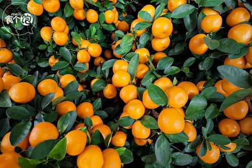 桔树施肥首选，深施更佳，桔花盛放秘诀！