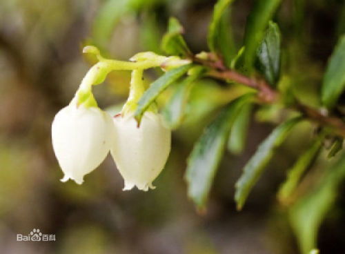 忒别是栀子花！我同事不信邪非要买，后来啊黄叶黄到怀疑人生，再说说连盆带土扔了倒贴20块垃圾清运费。