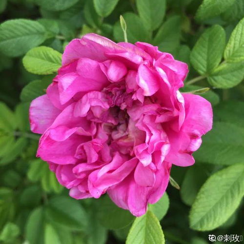 花名背后的故事