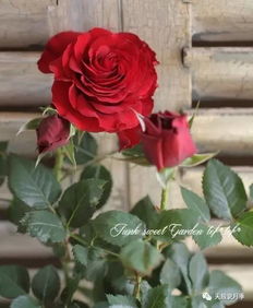 火焰月季的花期