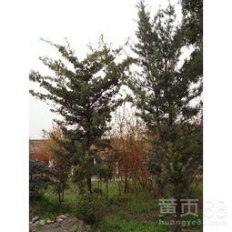 成者阝温江弯道罗汉松基地：美不胜收的绿意世界