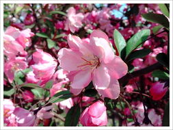 二、 路边花儿，各有各的脾气