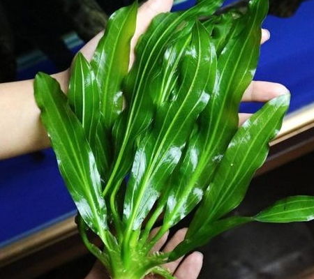 皇冠草在鱼缸种植的方法