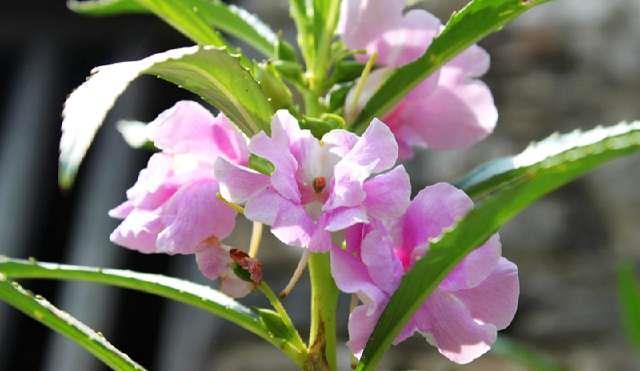 红果冬青水培技巧：轻松养殖，让植物生机勃勃！