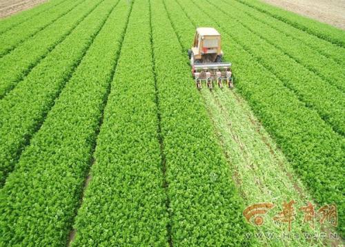 投资估算：苗圃投资大不大？