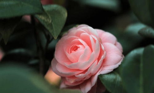 秋季养茶花促花苞，养法攻略全解析！