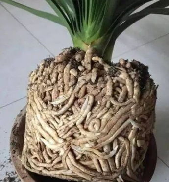 兔毛皮养殖技巧：花卉养护新方法