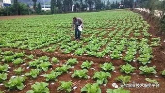 怎么正确施用甲霜灵？