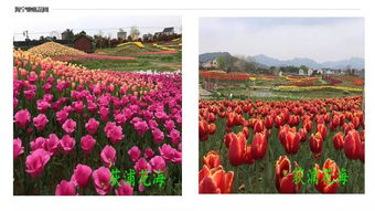 揭秘花卉养护秘籍：轻松打造完美花境！