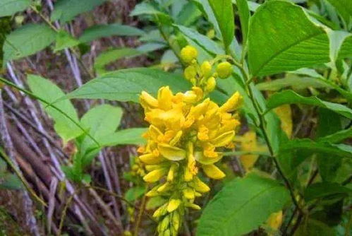 五星花，多年生草本植物