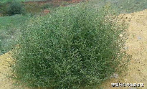 好奇风滚草开花啥样？这有风滚草开花图片