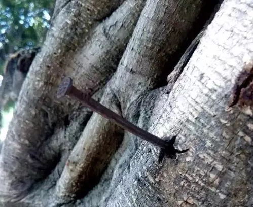 皂荚种子的产量之谜