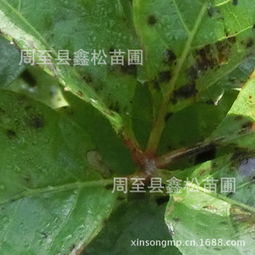 五叶地锦种植的省钱之道