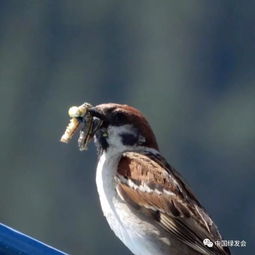 防治方法：化学与生物