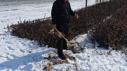 苗木市场寒冬真的来了吗？