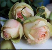 蜜桃雪山的美丽之处