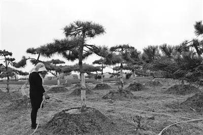 驻马店驿城，一片绿意盎然的新天地