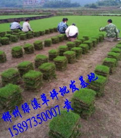 一、 马尼拉草坪的种植与规格