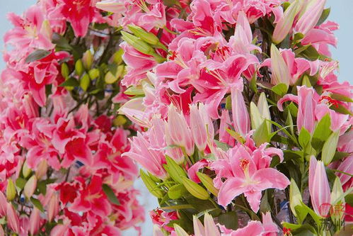 选择百合花的婚礼氛围指南