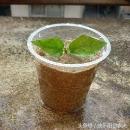 茉莉花扦插后多长时间可以生根？具体扦插方法是什么