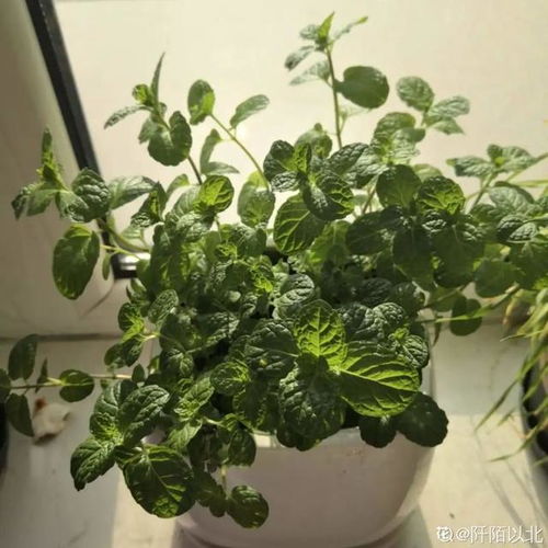 铃兰：全株有毒，小心误食