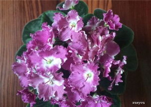 5. 紫罗兰——罗兰的紫色梦