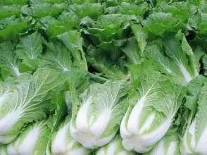 新型除草剂， 高效又平安