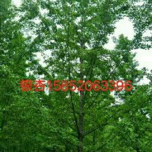 银杏树的生长特性与种植要求