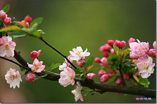 海棠花季候之谜