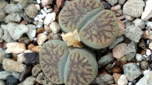 生石花的种类大揭秘