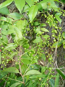 肉桂：丁香的好伙伴