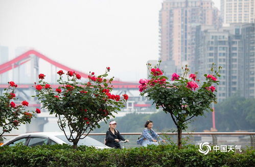 月季花开， 扮靓合肥风景