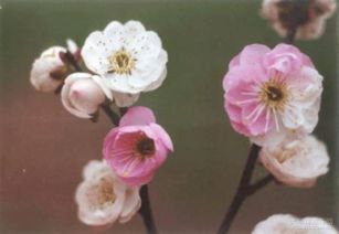 蓝色梅花的美艳之处