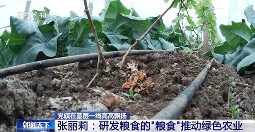 谷虫净：复合型植物性杀虫剂