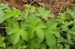 揭秘农田葎草克星：哪种除草剂Zui有效？