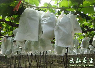 防治白粉病，得挑对药