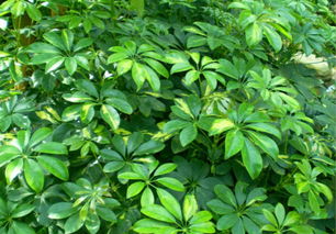 鸭脚木：吸烟家庭的救星