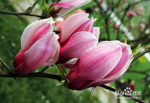 白玉兰扦插的重要性