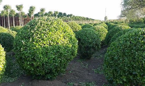 植物配置，巧夺天工